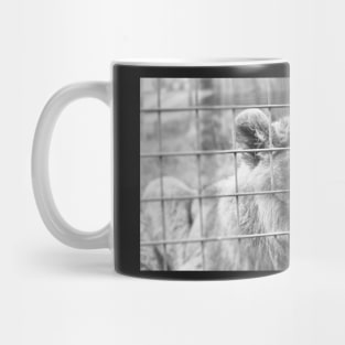 Majestic african lioness Mug